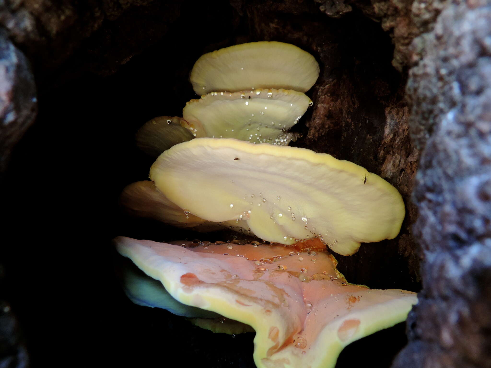 Image of Laetiporus gilbertsonii Burds. 2001