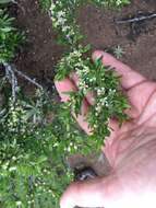 Image of desert almond