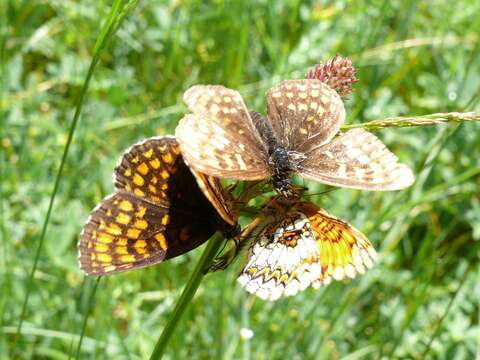 Image of Melitaea athalia