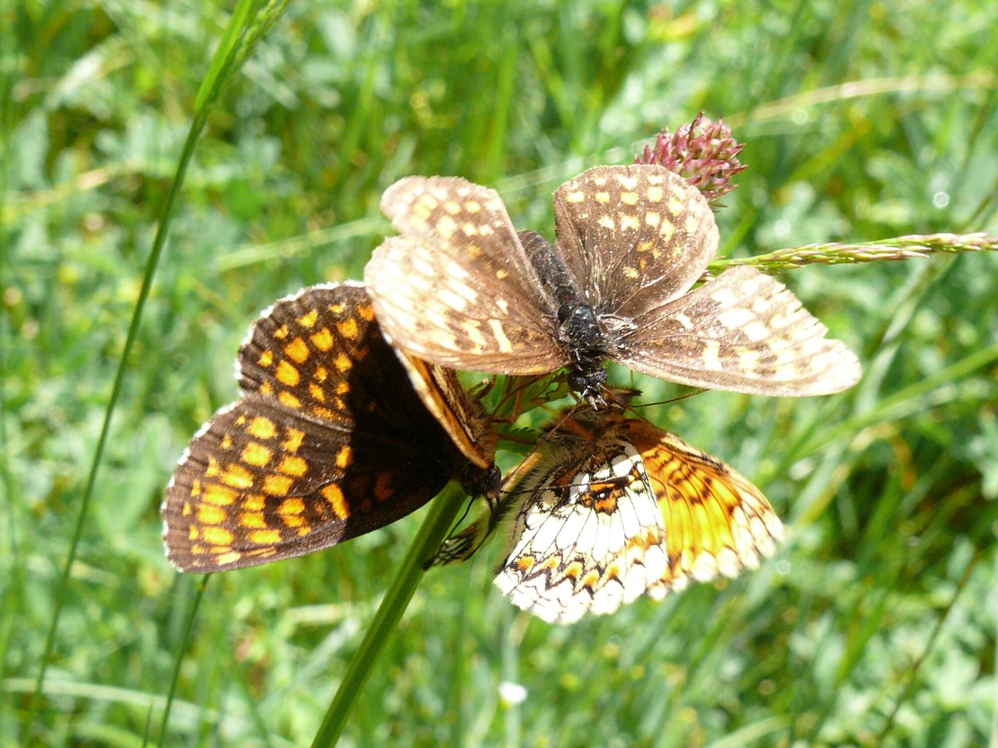 Image of Melitaea athalia