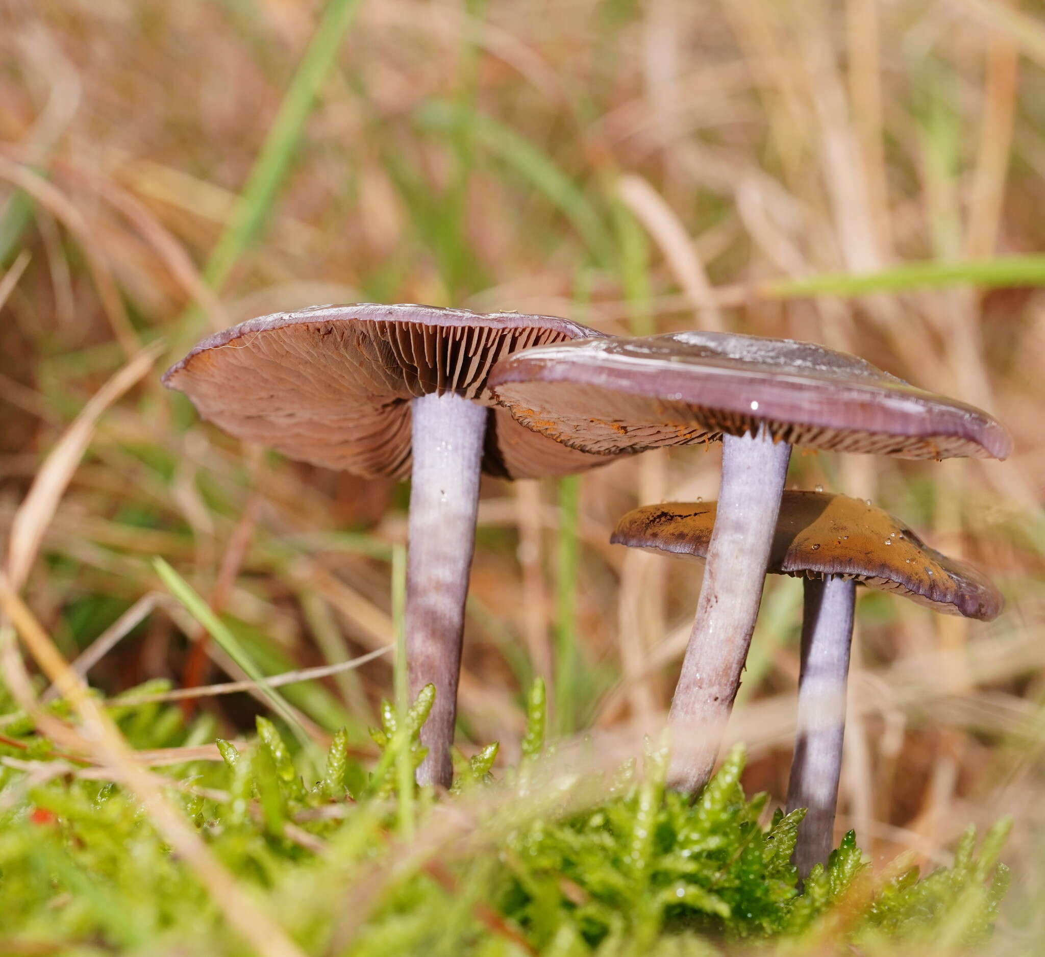 Image of Thaxterogaster submagellanicus (Gasparini) Niskanen & Liimat.