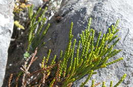 Veronica hectorii subsp. coarctata (Cheesem.) Garn.-Jones resmi