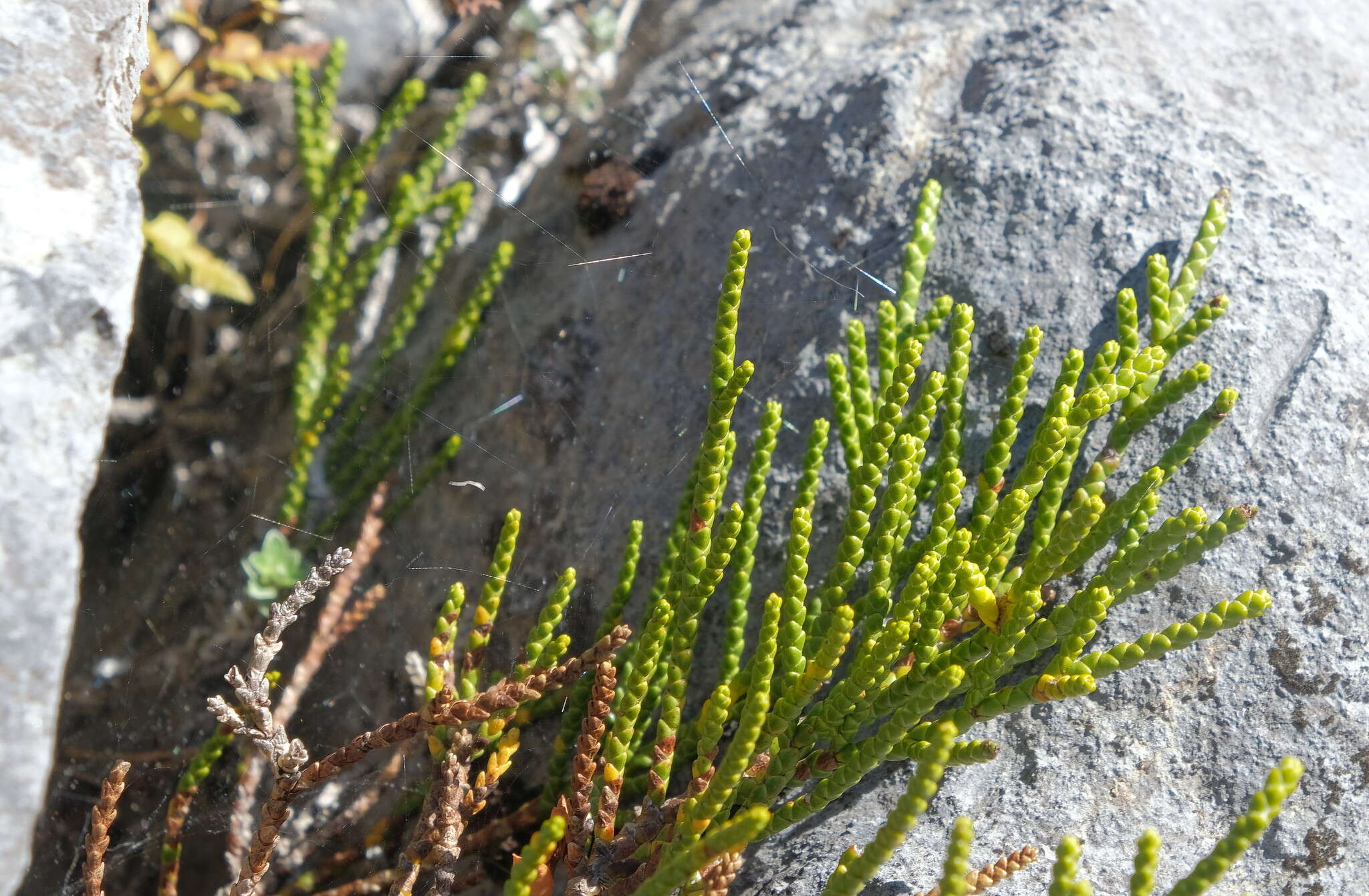 Image of Veronica hectorii subsp. coarctata (Cheesem.) Garn.-Jones