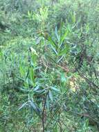 Image of Kalmia microphylla (Hook.) A. Heller