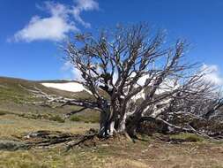 Image of snow gum