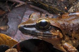 Image of Giant River Frog