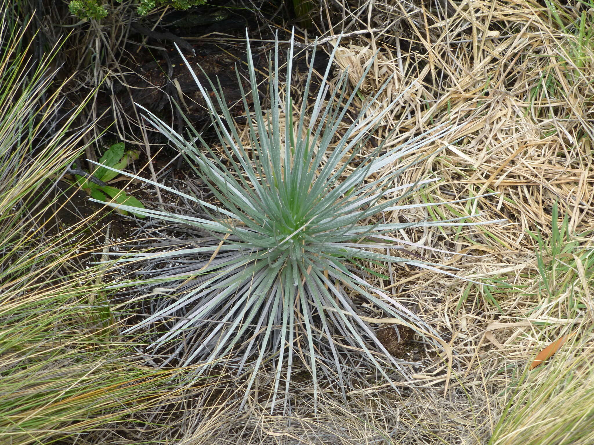 Plancia ëd Argyroxiphium kauense