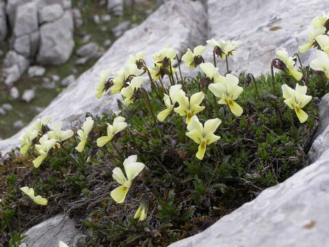 Viola oreades Bieb. resmi