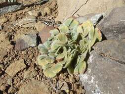 Image of Oxalis melanosticta var. melanosticta