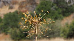 Image of common goldenstar