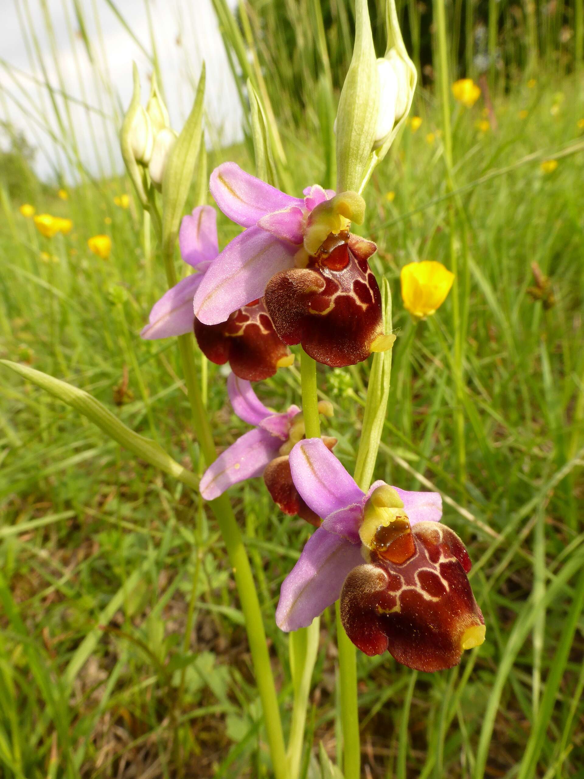 Image of Ophrys holosericea