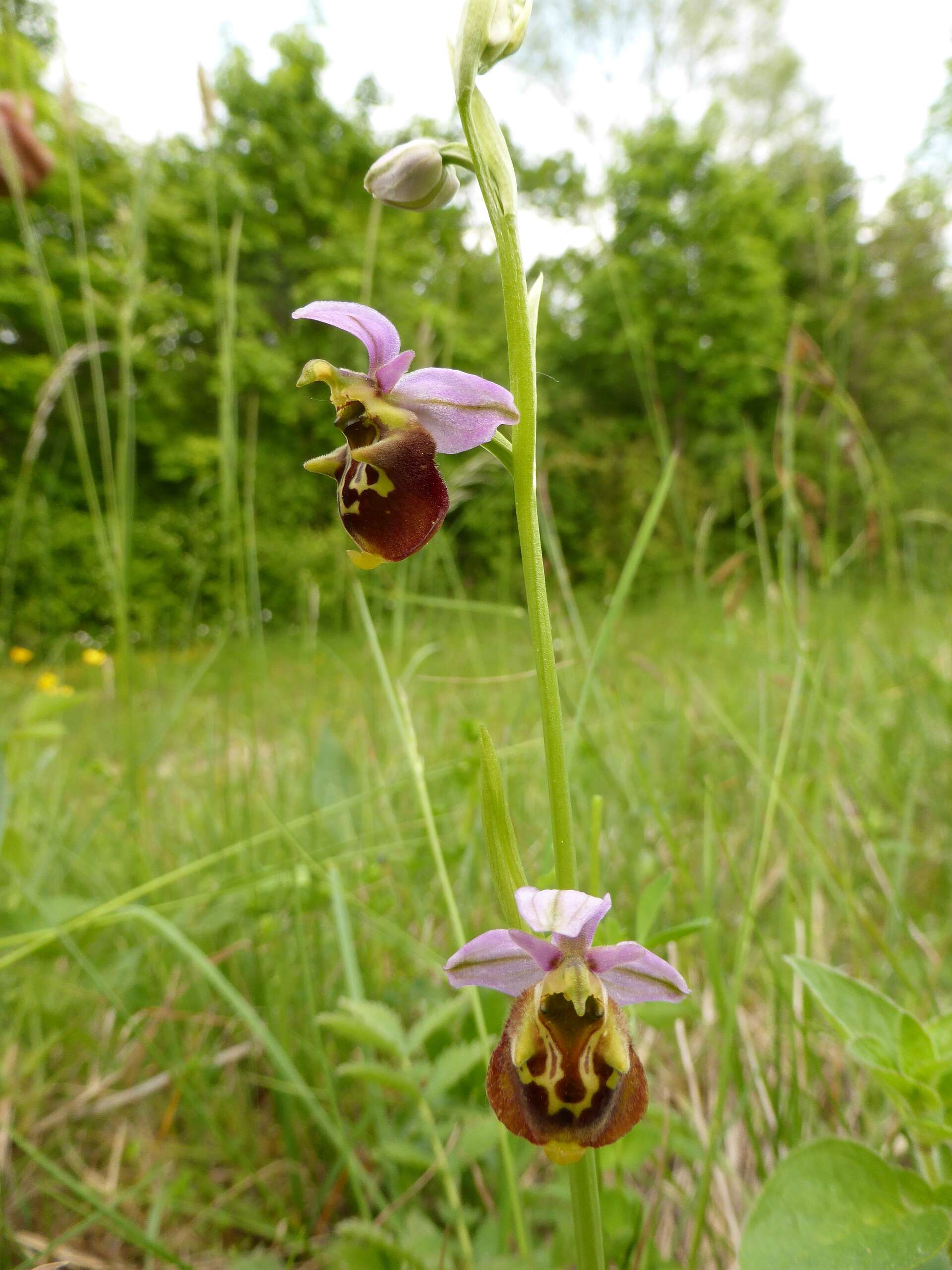 Image of Ophrys holosericea