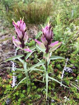 Image of Castilleja arctica Krylov & Sergievsk.