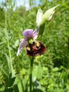 Image of Ophrys holosericea