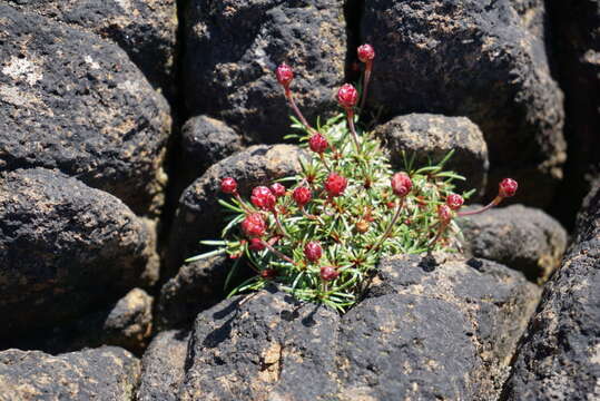 Image of thrift seapink