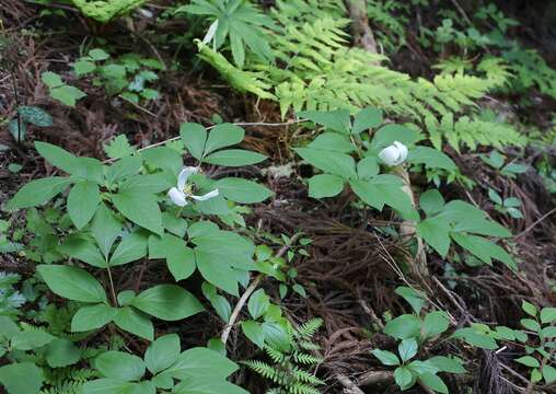 Image of Paeonia obovata subsp. japonica (Makino) Halda