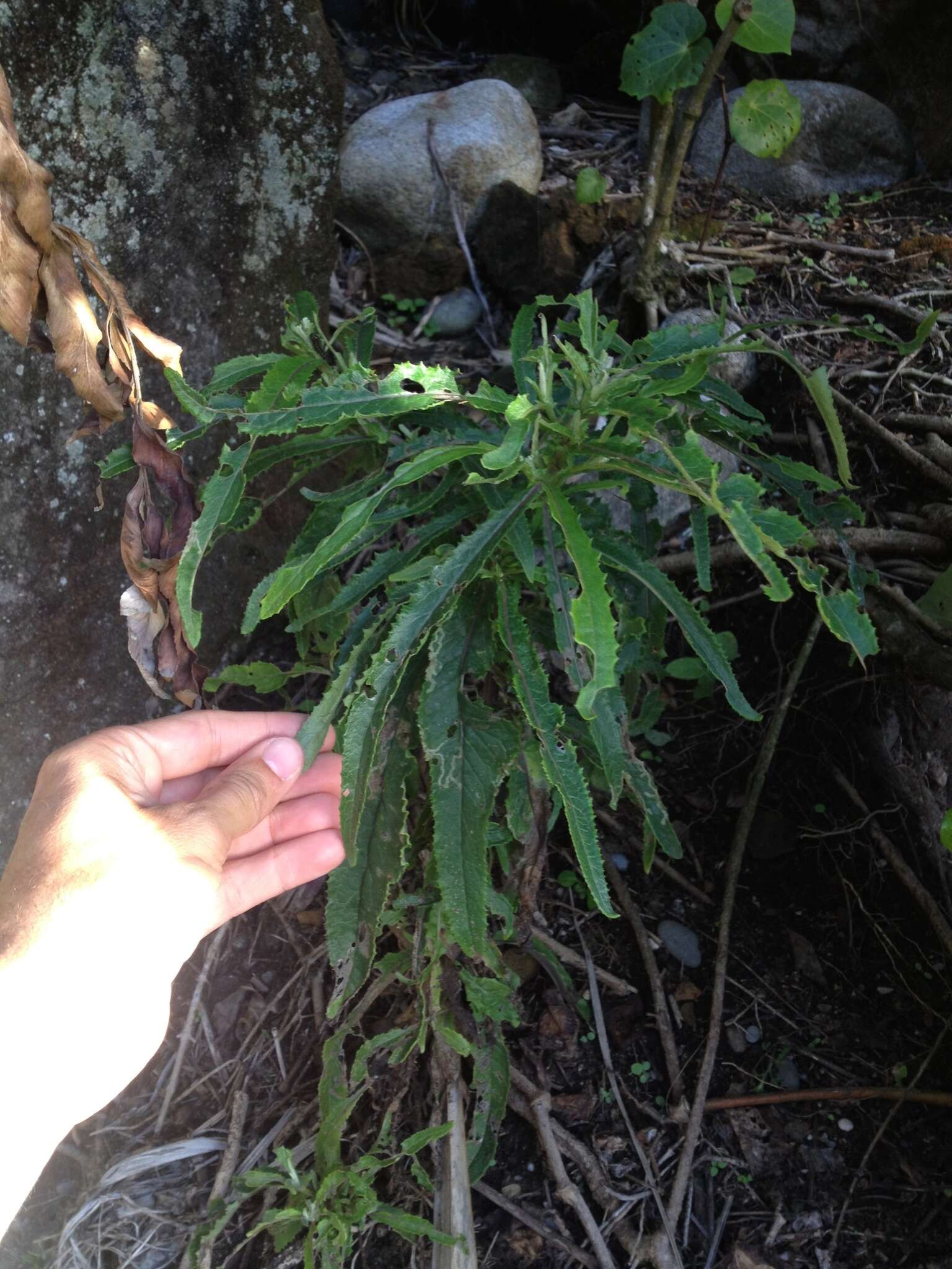 Image of Coastal Burnweed