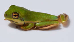 Image of American Green Treefrog