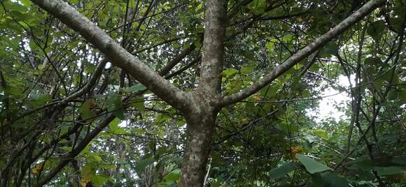 Image de Annona holosericea Saff.