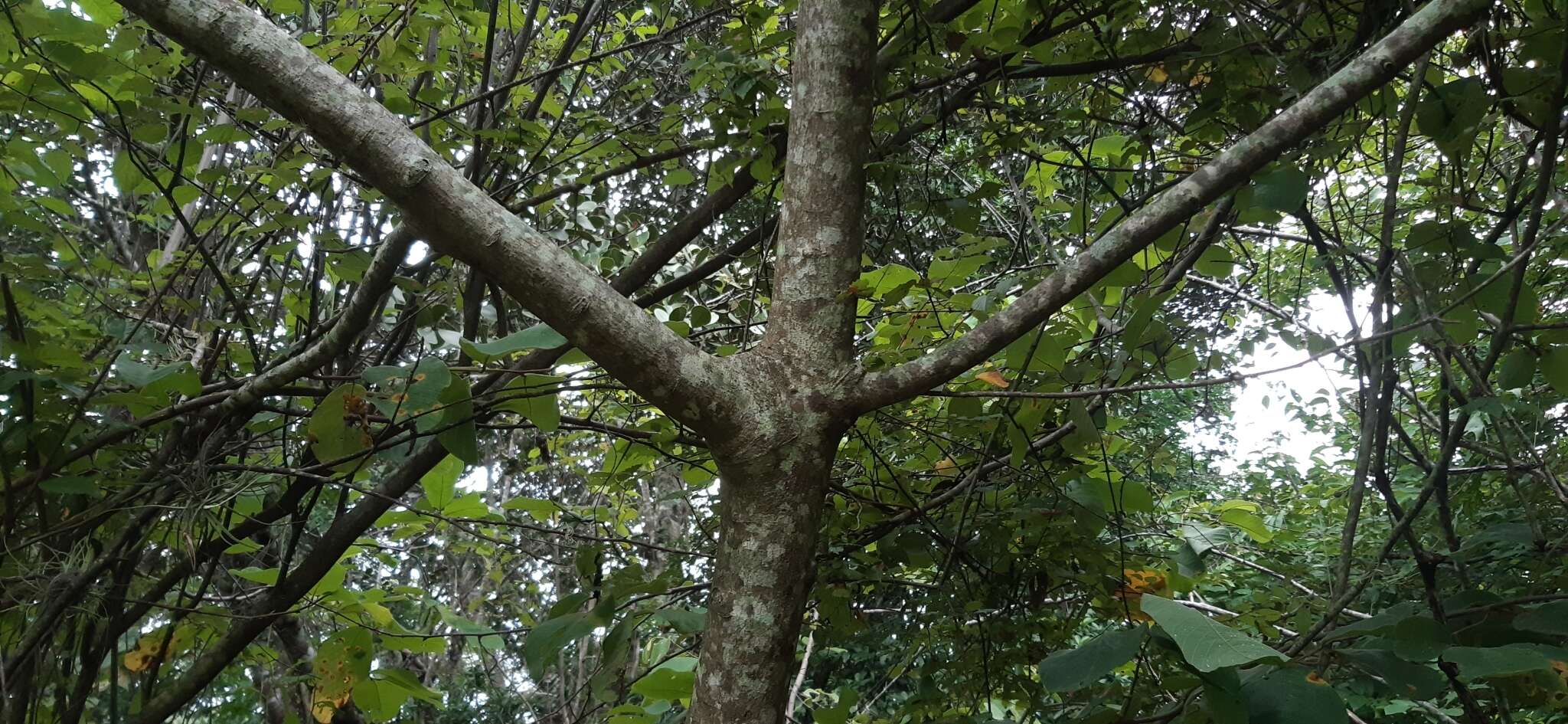 Imagem de Annona holosericea Saff.