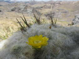 Plancia ëd Austrocylindropuntia floccosa (Salm-Dyck) F. Ritter