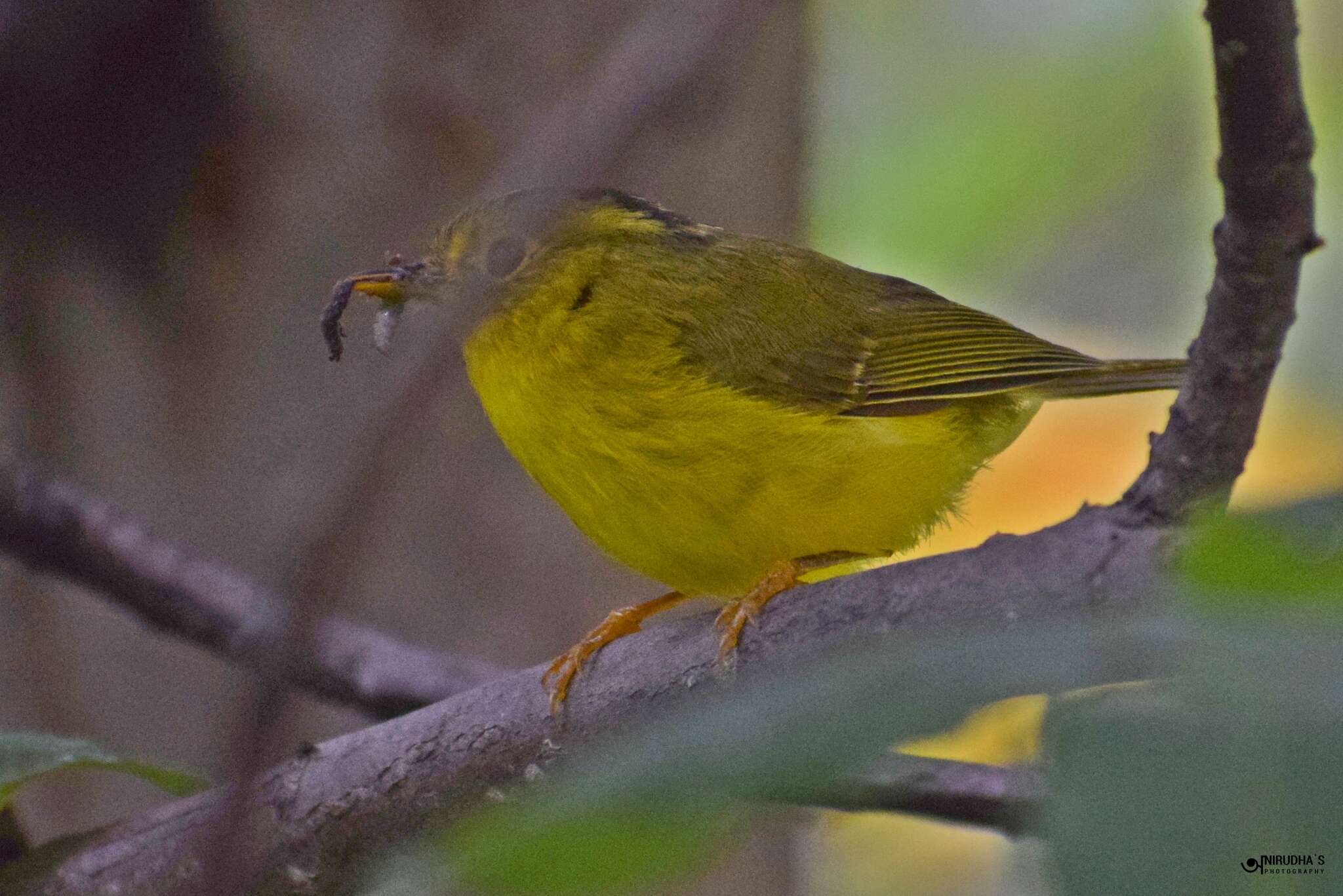 Image of Whistler's Warbler