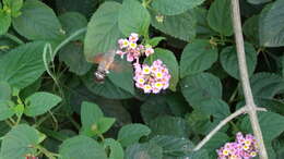 Image of Macroglossum gyrans Walker 1856