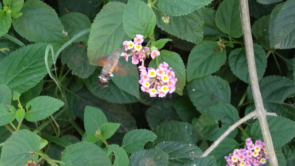 Image of Macroglossum gyrans Walker 1856