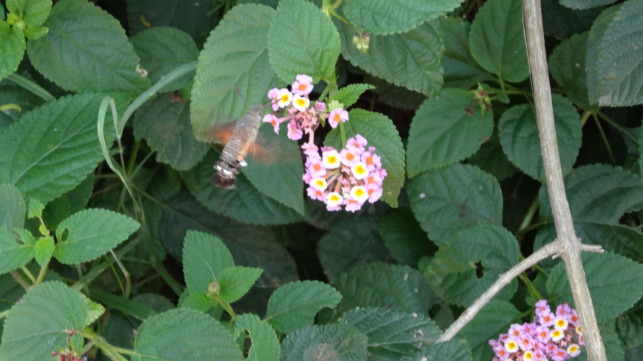 Image of Macroglossum gyrans Walker 1856