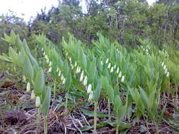 Image of Angular Solomon's Seal