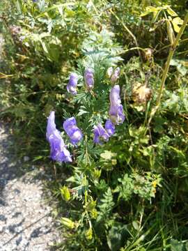 Image of Manchurian monkshood