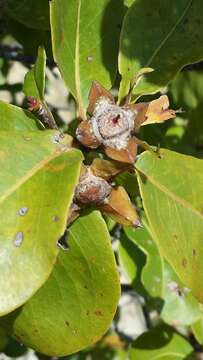 Image of Foetidia retusa Blume