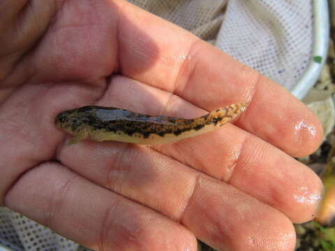 صورة Etheostoma duryi Henshall 1889