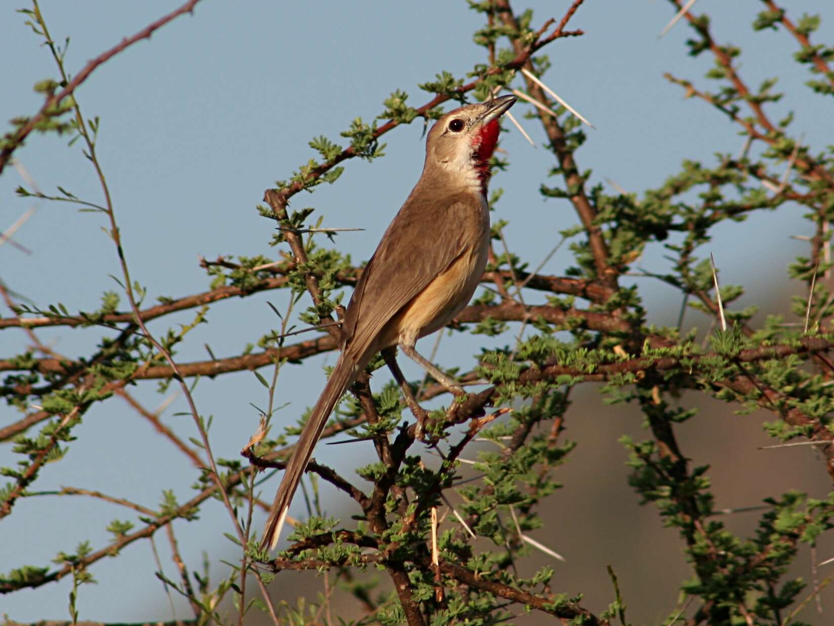 Image of Rhodophoneus cruentus