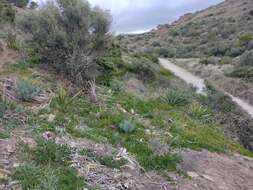 Image of Agave difformis A. Berger