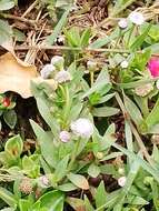 Image of Spilanthes leiocarpa DC.