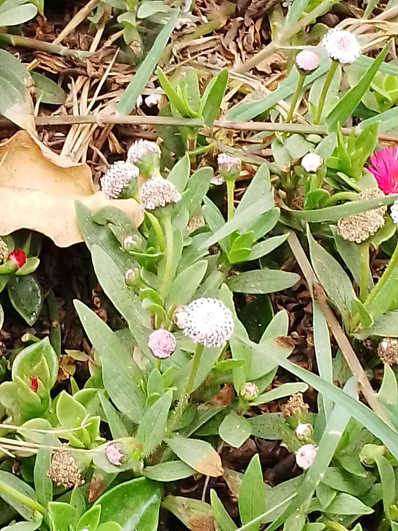 Spilanthes leiocarpa DC.的圖片