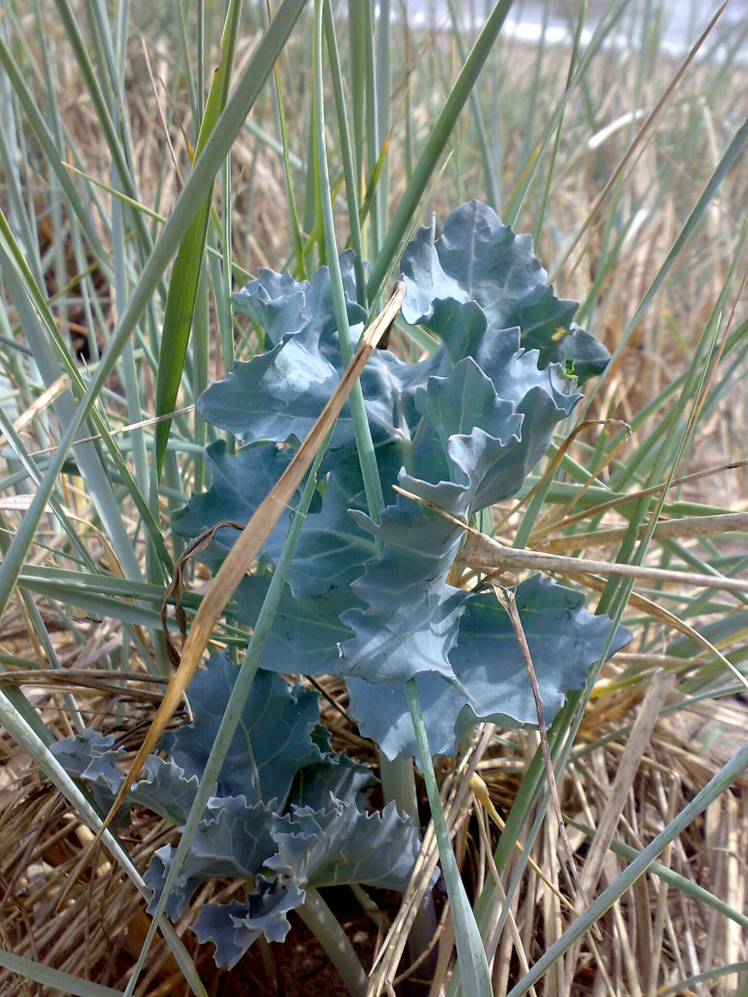 Image of sea kale