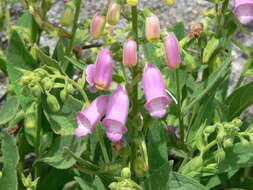 Image of Digitalis thapsi L.