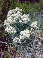 Image of sea kale