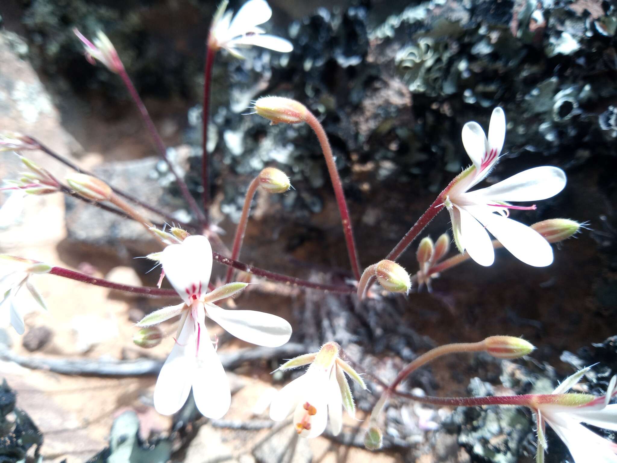 Image of Pelargonium torulosum E. M. Marais