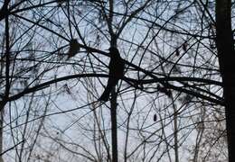 Image of Brown-eared Bulbul