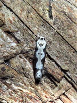 Image of Ethmia hodgesella Powell 1973