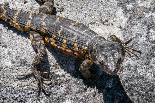 Image of Pseudocordylus microlepidotus microlepidotus (Cuvier 1829)