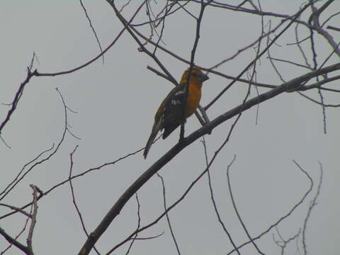 Image of Golden Grosbeak