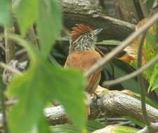 Image of Barred Antshrike