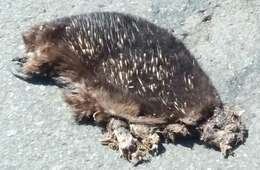 Image of Short-beaked Echidnas