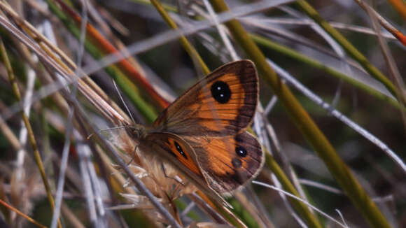 Argyrophenga janitae Craw 1978 resmi