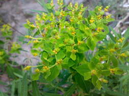 Image of Marsh Spurge