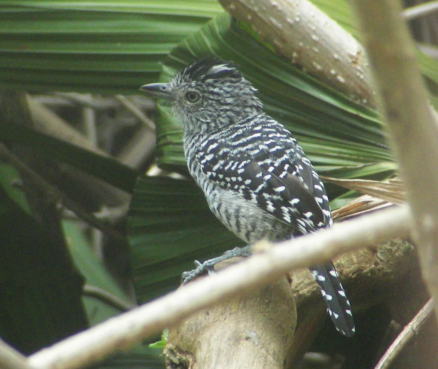 Image of Barred Antshrike